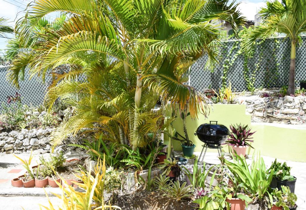a garden with palm trees and other plants at Glynver Apartments in Christ Church