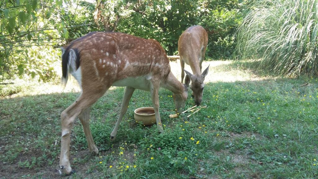 Dwa jelenie jedzą trawę na podwórku. w obiekcie Cascina Bricco w mieście Ovada