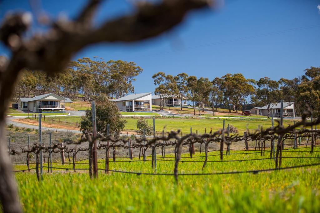 a vineyard in a field with houses in the background at Neagles Retreat Villas in Clare