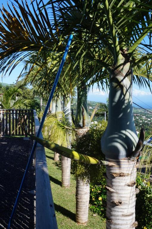 eine Palme mit einem blauen Schlauch um sie herum in der Unterkunft Le Bleuet in Saint-Leu