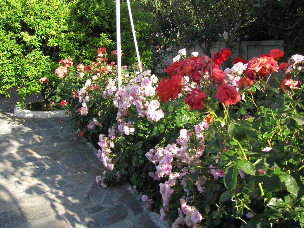 a bunch of colorful flowers in a garden at Anna Studios in Katapola