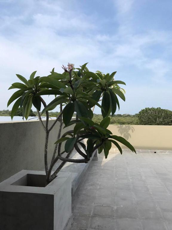 Fotografie z fotogalerie ubytování Tree Tops Yala v destinaci Yala