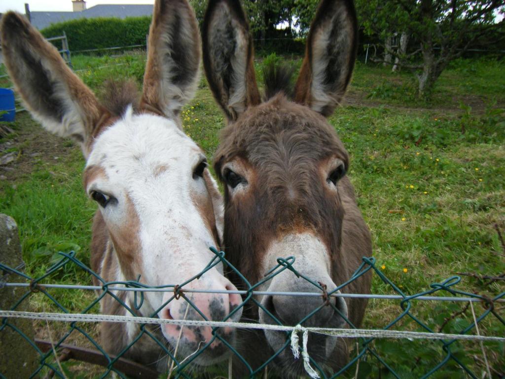 Altri animali domestici presso il bed & breakfast o nei dintorni