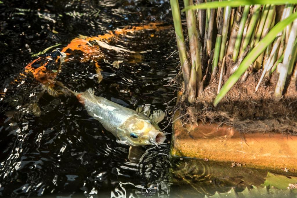 a fish is in the water next to a pot at Macondo Hostel in San Gil