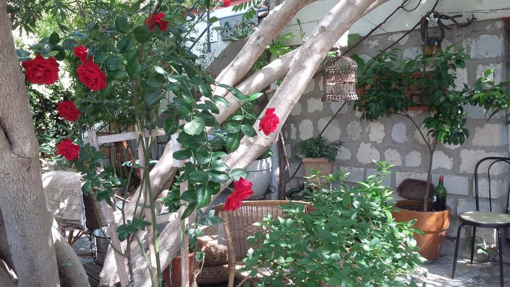 un arbre avec des fleurs rouges dans un jardin dans l'établissement Cielito Lindo, à Montpellier
