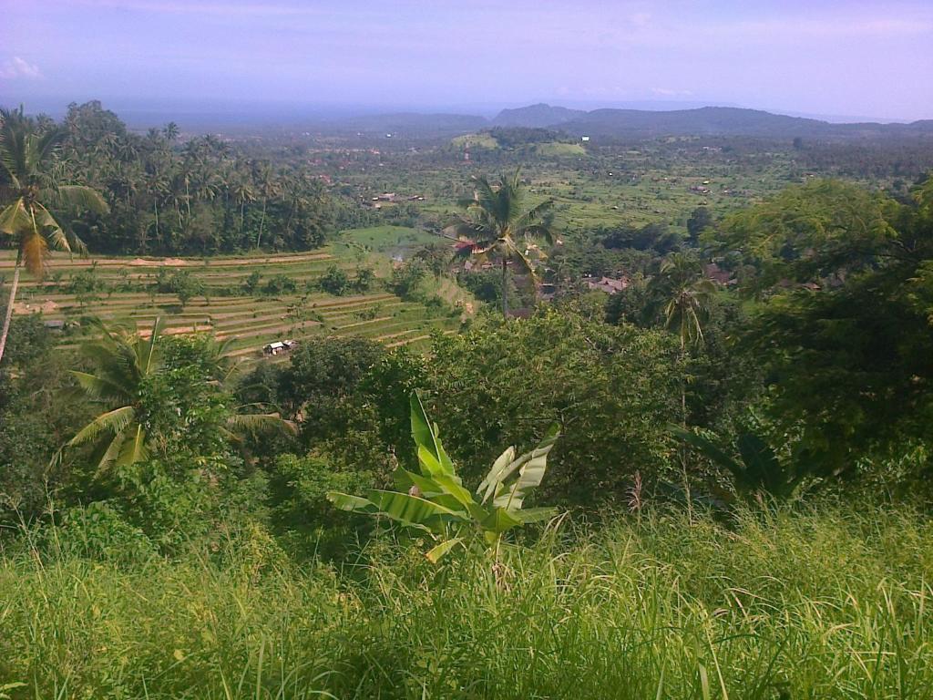 Blick auf ein Feld von einem Hügel mit Bäumen in der Unterkunft Pondok Alam Bukit in Tirtagangga