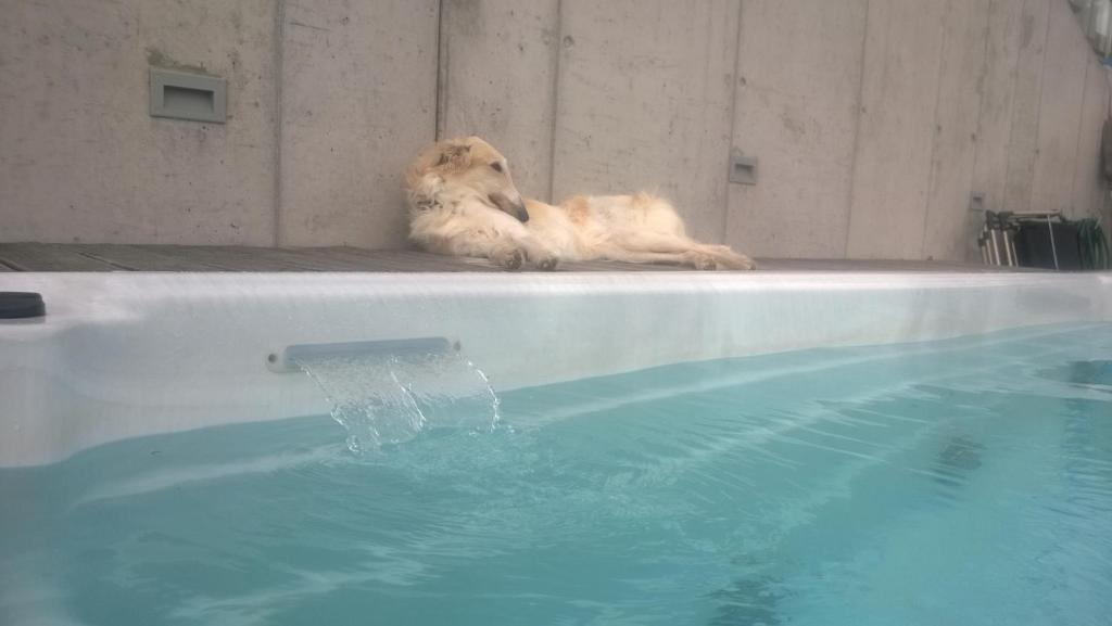Foto dalla galleria di Swiss Borzoi House a Bellerive