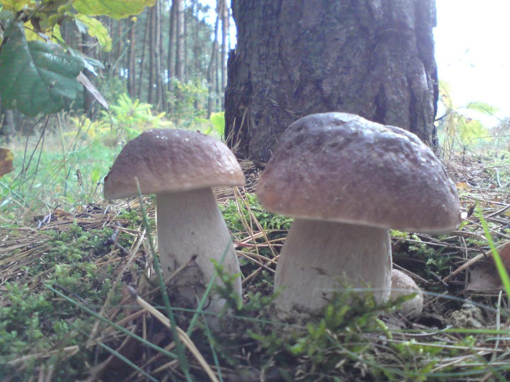 Fotografia z galérie ubytovania Agroturystyka Zatom Stary v destinácii Zatom Stary