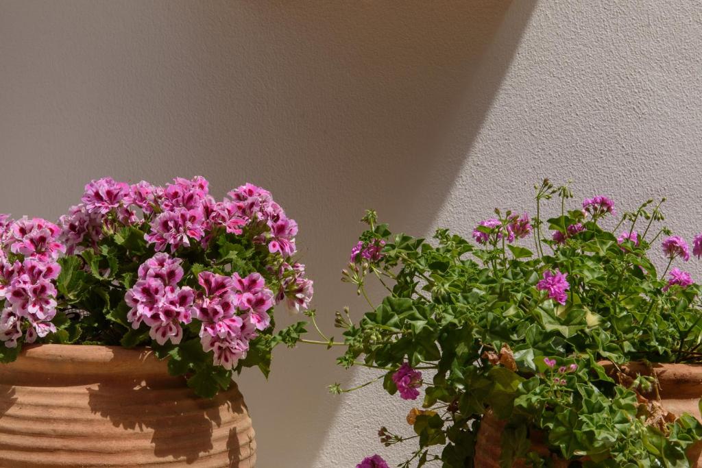 Ein Garten an der Unterkunft Nikos Hotel