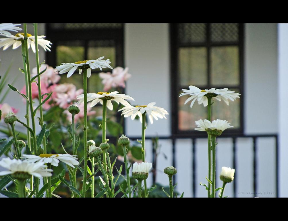 Zahrada ubytování Villa Rhapsody Pension