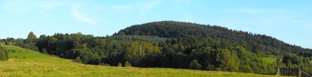 a grassy hill with a forest of trees in the background at Agroturystyka Zacisze Czarna Owca in Brzeżanka