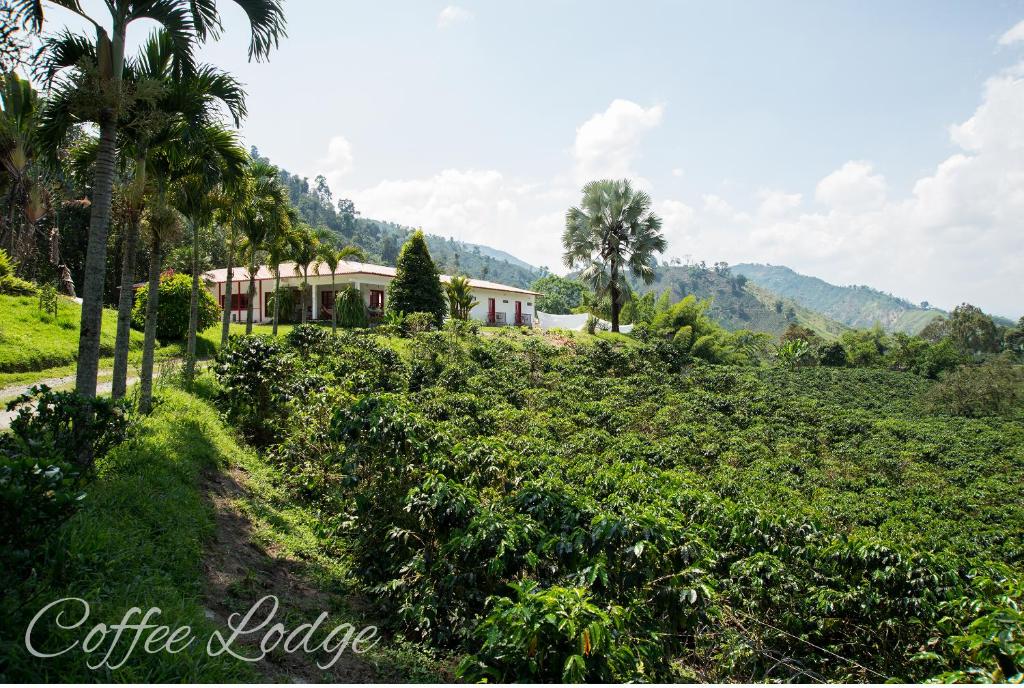 a coffee house on a hill with palm trees at Hacienda Venecia Coffee Farm Hotel in Manizales