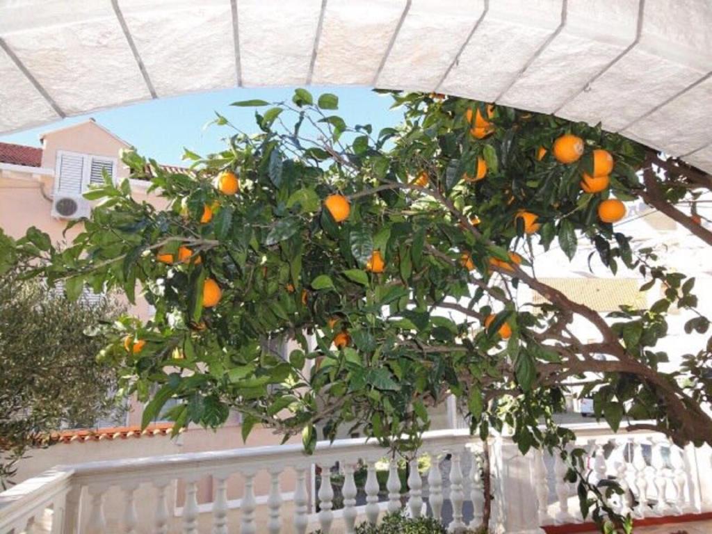 Fotografie z fotogalerie ubytování Apartments Orange Tree v destinaci Cavtat