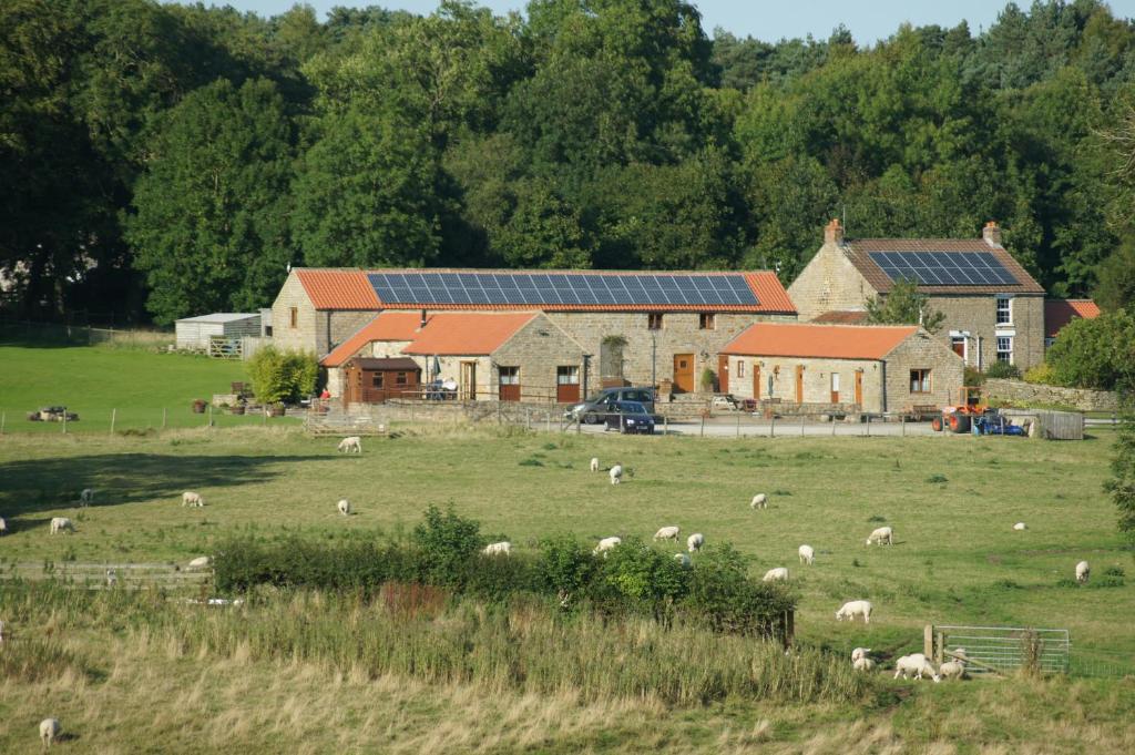 un grupo de ovejas pastando en un campo frente a una casa en Rawcliffe House Farm, en Pickering