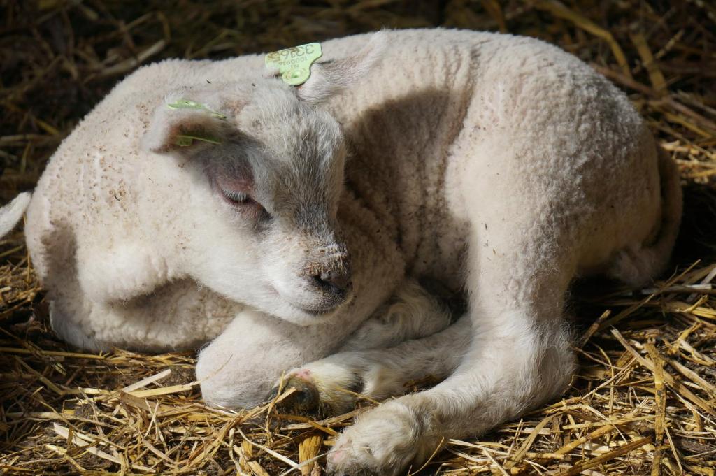 een schaap in het hooi met gesloten ogen bij De Wijde Verten in Oostkapelle