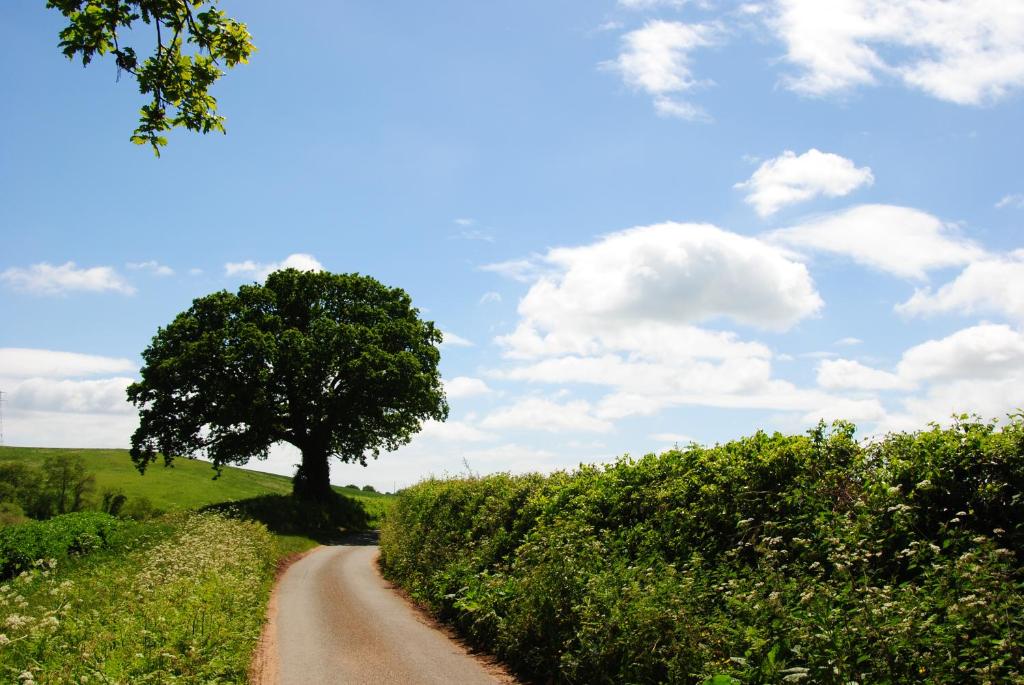 a tree on the side of a dirt road at Blue Water Breaks - Dawlish Warren in Dawlish