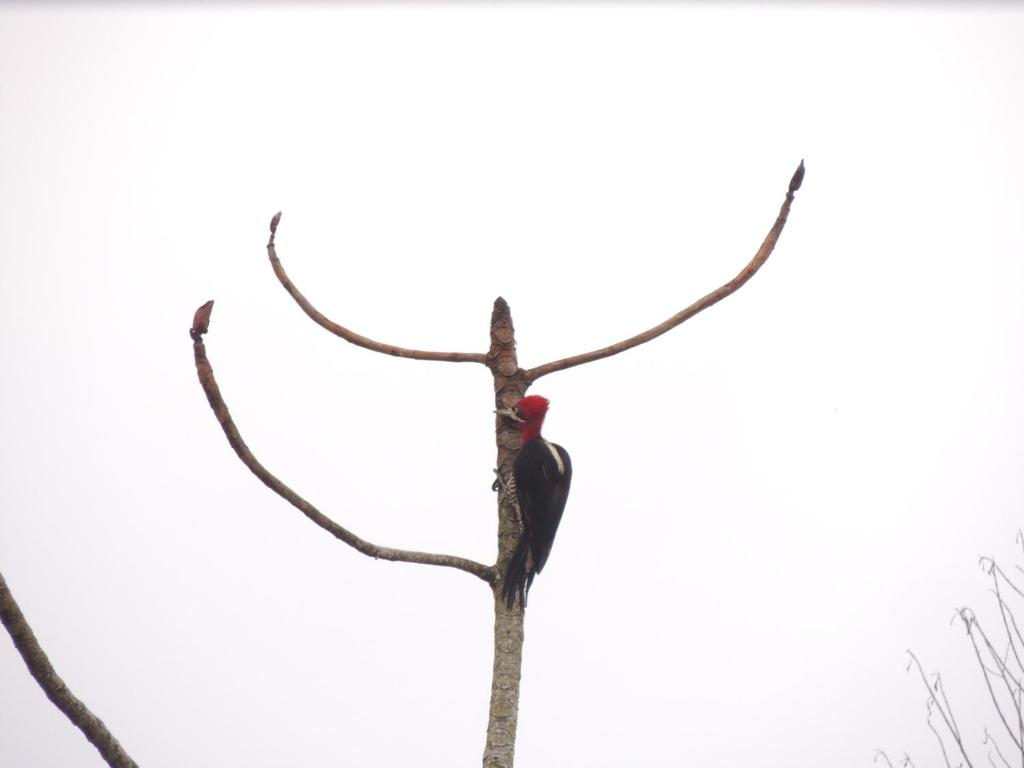  Pousada Coração da Ilha