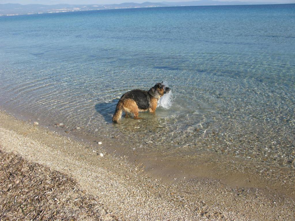 a dog playing in the water on the beach at Seaview Aparthotel in Nea Potidaea