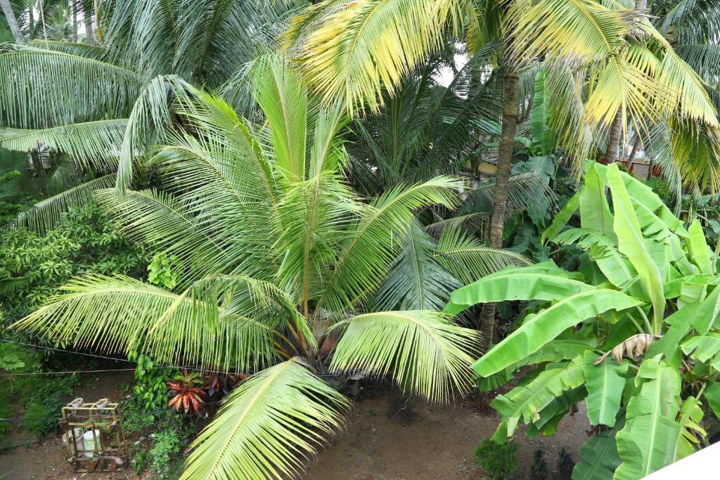 Zahrada ubytování Coconut Grove