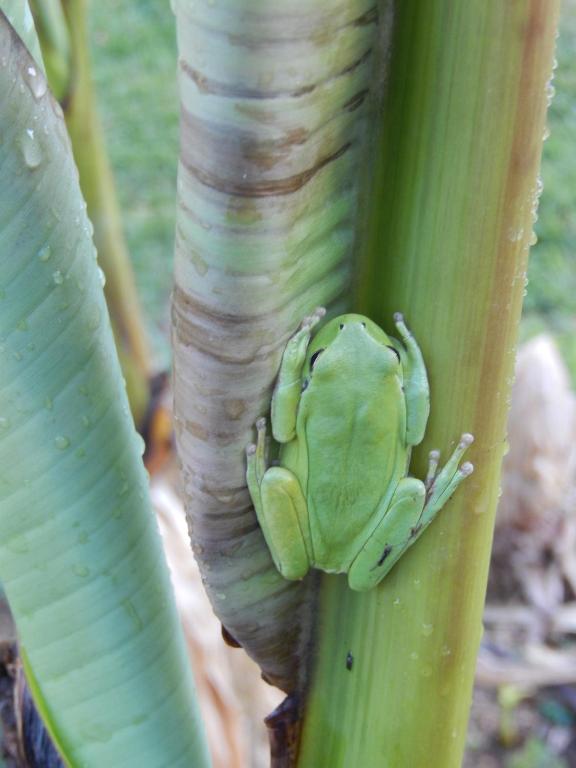 a green frog sitting on a banana plant at pipowagen Blagour midden in de natuur in Lachapelle-Auzac