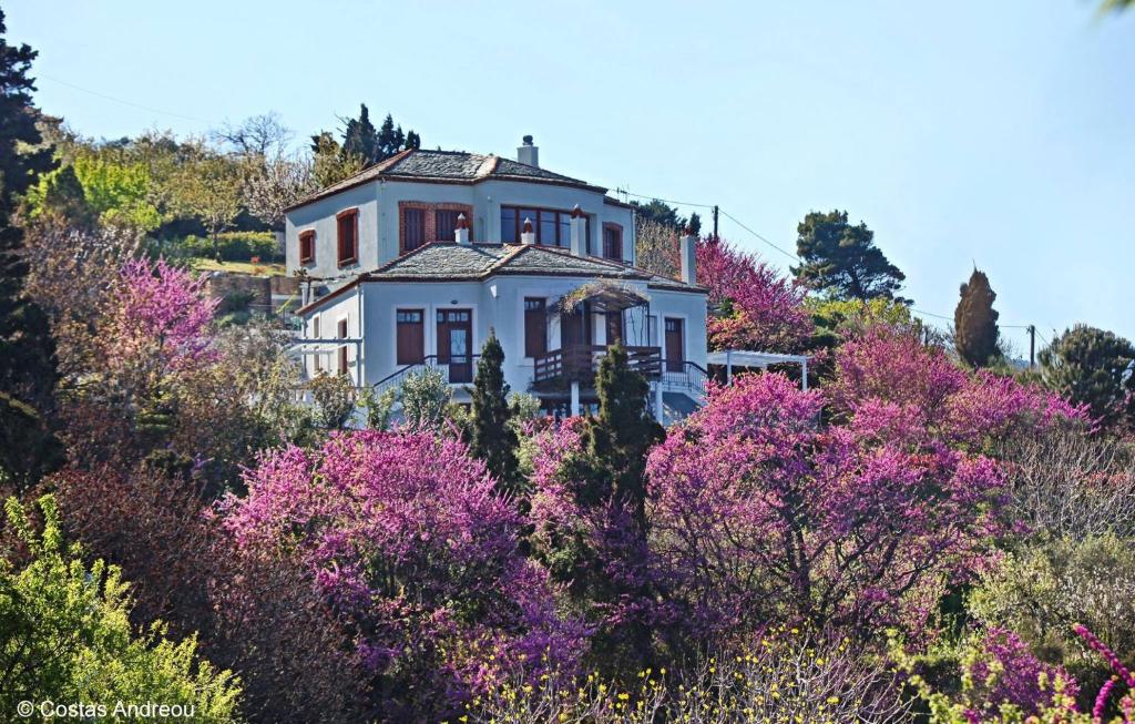 une maison au sommet d'une colline avec des fleurs violettes dans l'établissement Stolios, à Skopelos