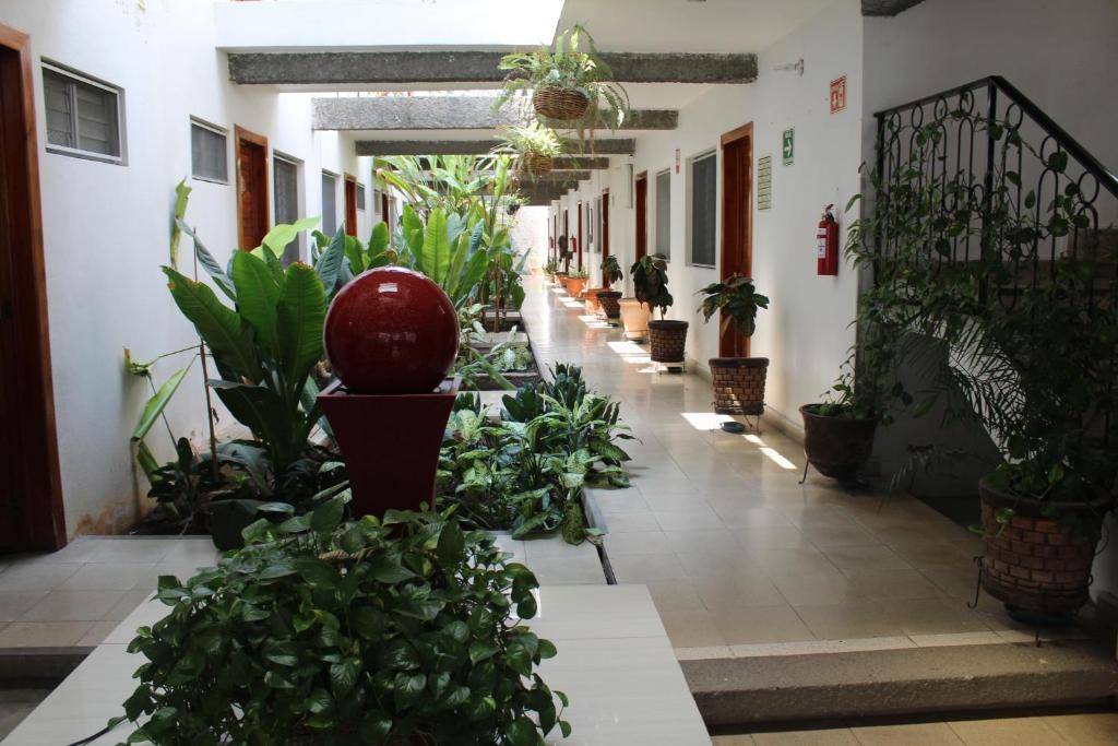 a hallway filled with lots of potted plants at Hotel Casablanca Tuxtla in Tuxtla Gutiérrez