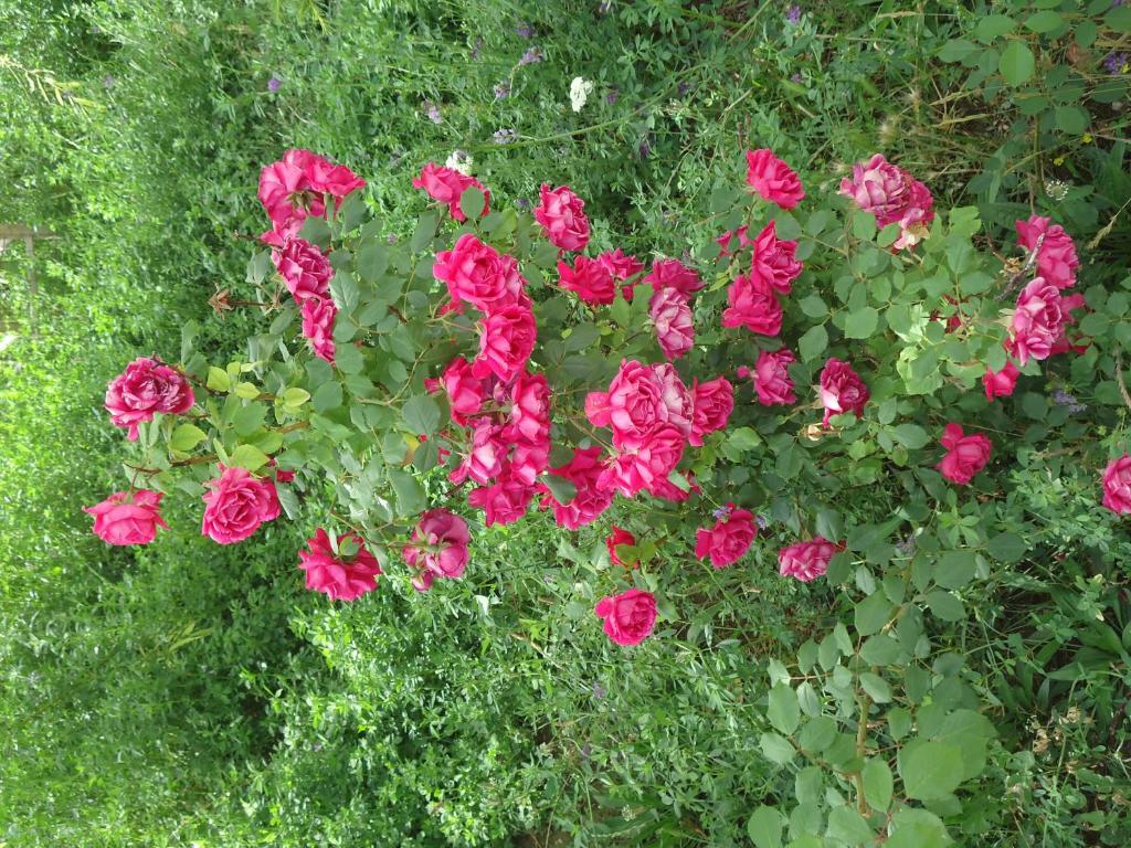 A garden outside Akar Hotel