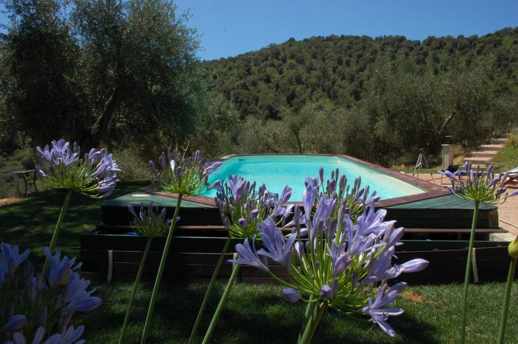 una piscina en un jardín con flores púrpuras en Il Pino en Vetulonia