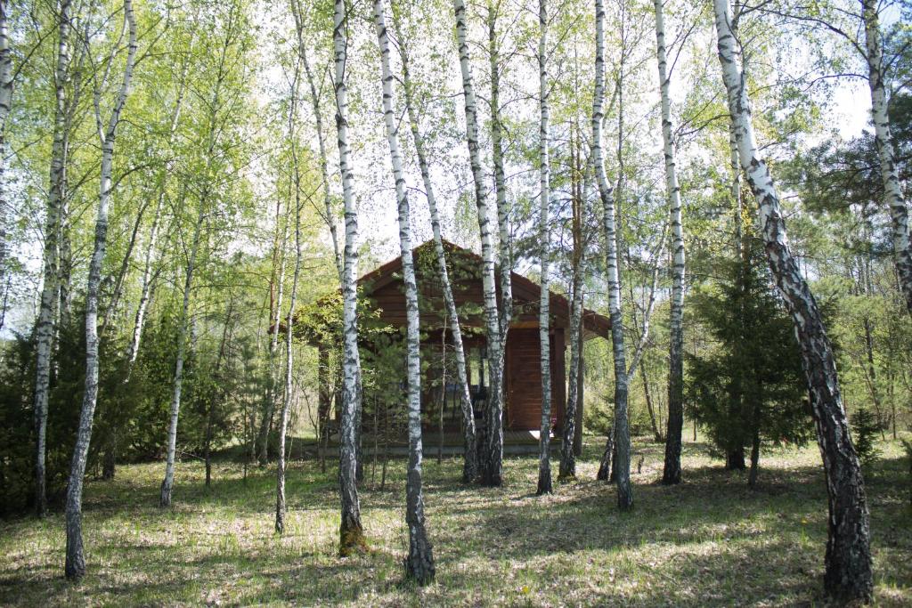a wooden cabin in the middle of a forest with trees at Beržų namelis - Birch cabin in Kučiūnai