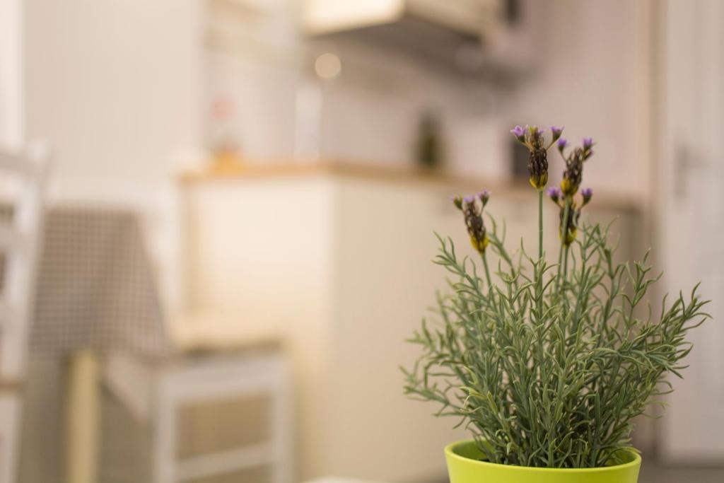 Apartments Casa Vecchia - 6