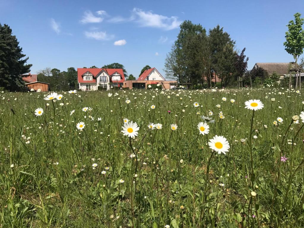 un campo de flores blancas delante de una casa en Alwine - Landhaus an den Spreewiesen, en Rietz Neuendorf