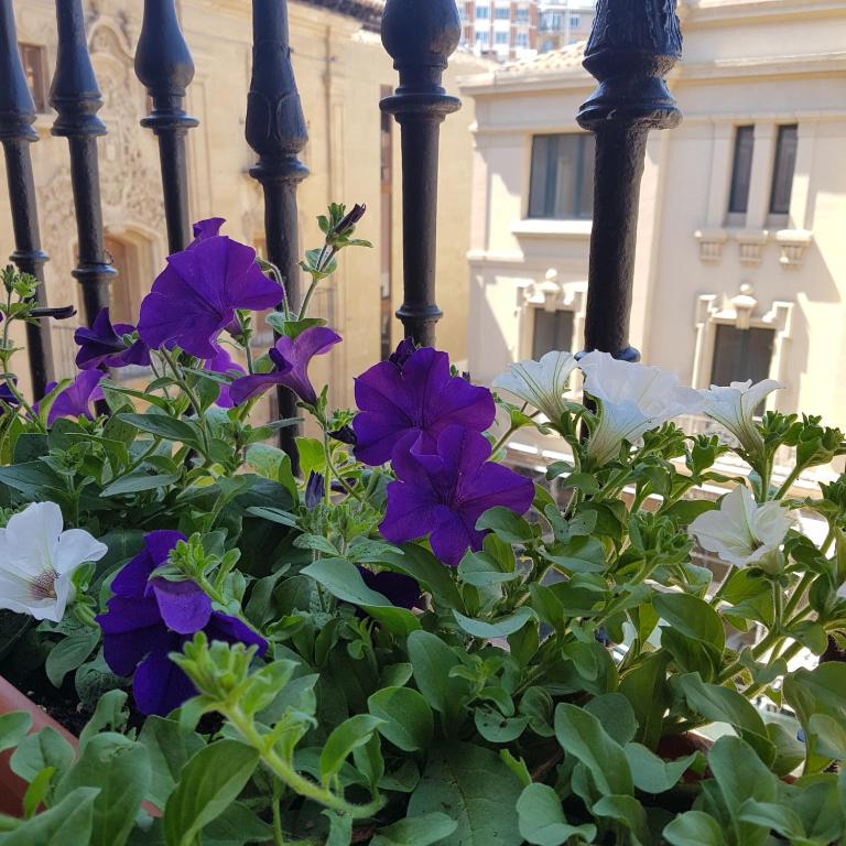 Pensión Entreviñas - 5