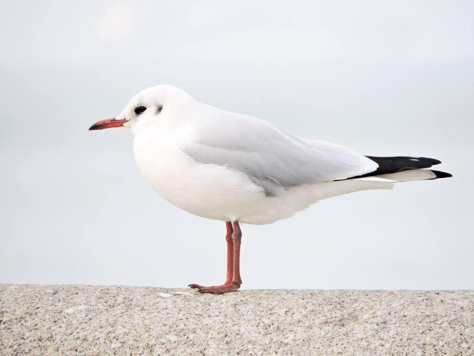 Gallery image of L Imperatrice in Berck-sur-Mer