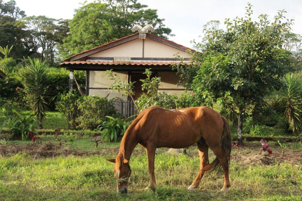 a brown horse grazing in the grass in front of a house at Finca Lindos Ojos in Estelí