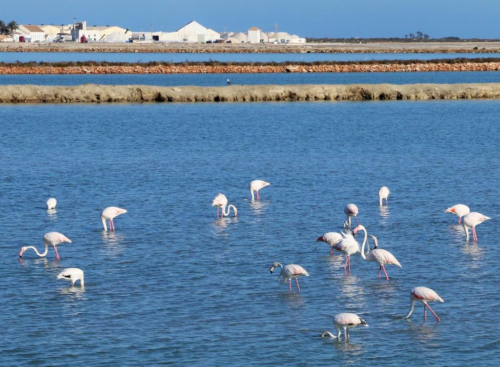 Fotografie z fotogalerie ubytování Masquestar Mar Menor v destinaci Torre-Pacheco