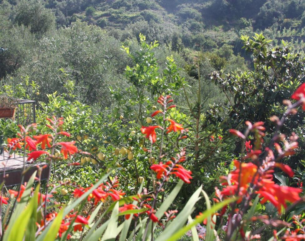 a garden with red flowers and trees in the background at B&B Le Giare in Monterosso al Mare