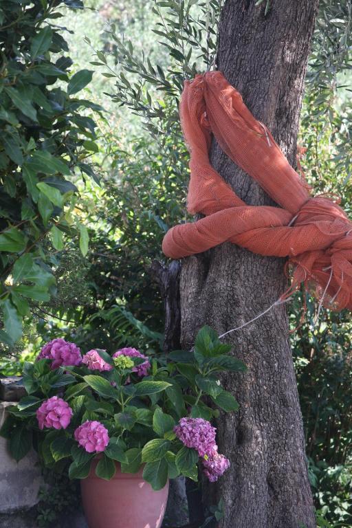 an orange rope tied to a tree next to a pot of flowers at B&B Le Giare in Monterosso al Mare