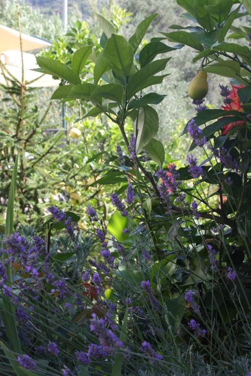 a garden filled with purple flowers and plants at B&B Le Giare in Monterosso al Mare