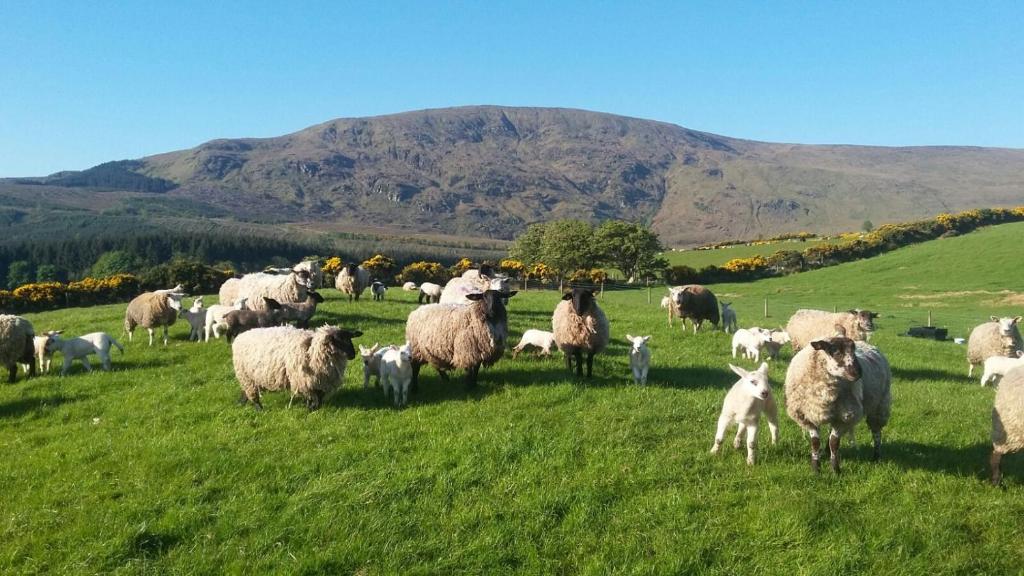 a herd of sheep in a green field with a mountain at Avondale in Sligo