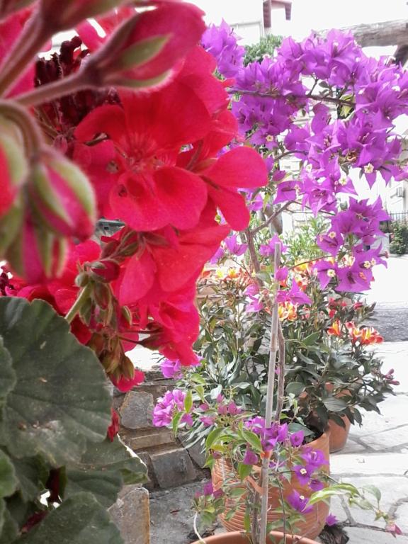 Zahrada ubytování Hotel Morfeas