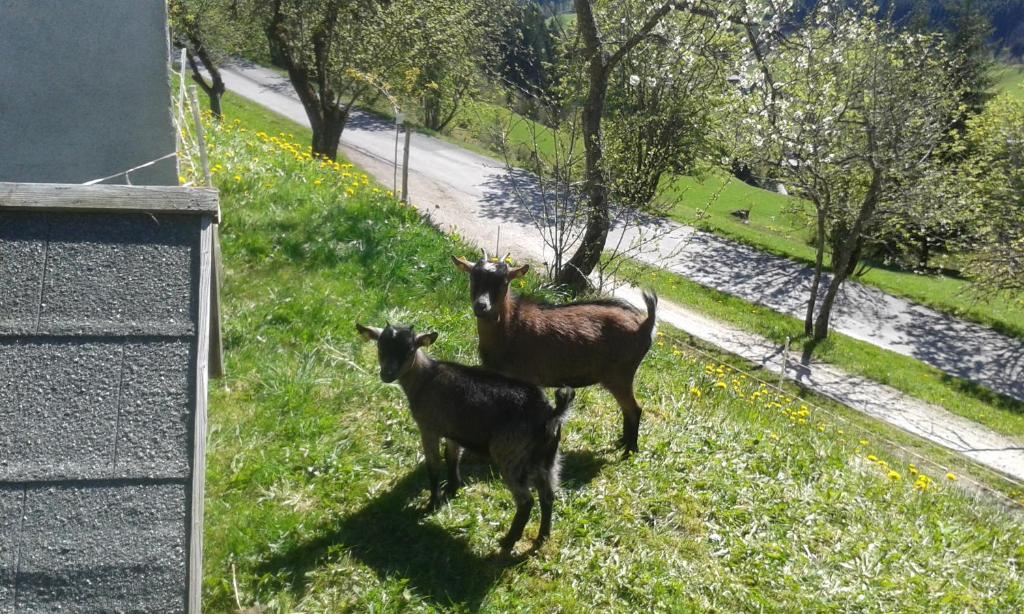Zvířata v penzionu nebo okolí
