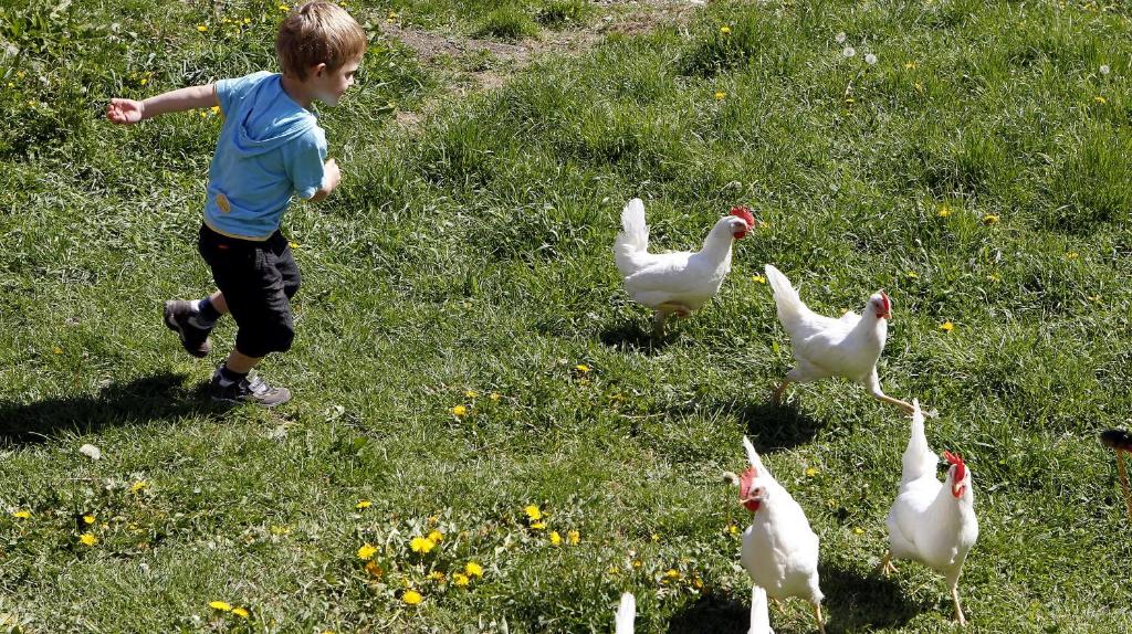 Zvieratá na farme alebo blízkom okolí