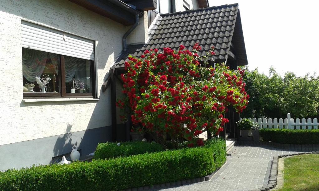 フリッツラーにあるFerienwohnung Raupeの窓際の赤い花の茂みのある家