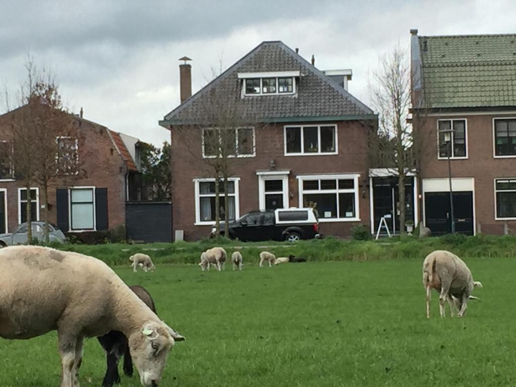 um grupo de ovinos pastando em um campo em frente a uma casa em Art+bed and breakfast em 's-Graveland