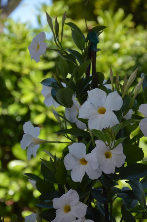 SANTA VENERE Apartments "PARCHEGGIO interno MOTO-AUTO" Ricarica auto Elettriche - 5