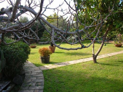 un arbre dans une cour avec de l'herbe et des plantes dans l'établissement Villa Chiarenza Maison d'Hotes, à Giardini Naxos