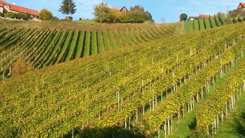 Fotografie z fotogalerie ubytování Weingut Stoff v destinaci Kitzeck im Sausal