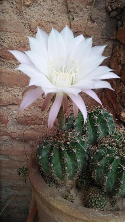 Foto dalla galleria di Dar Kleta a Marrakech