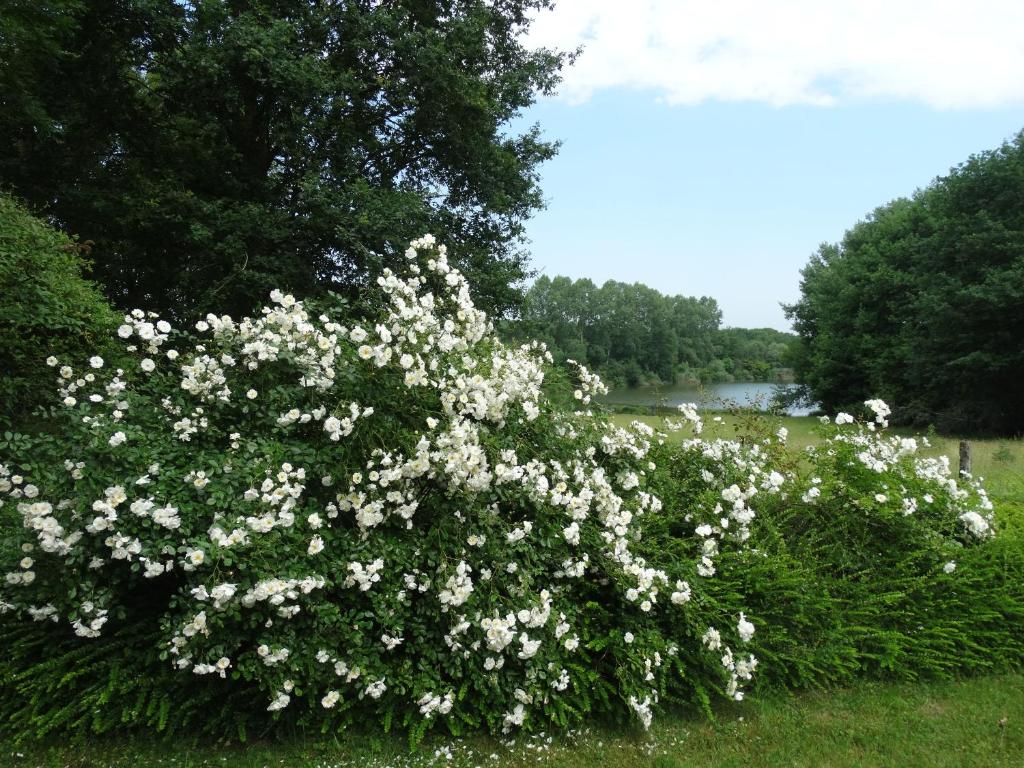 un arbusto lleno de flores blancas junto a un río en Chalets du pontot, en Le Fay