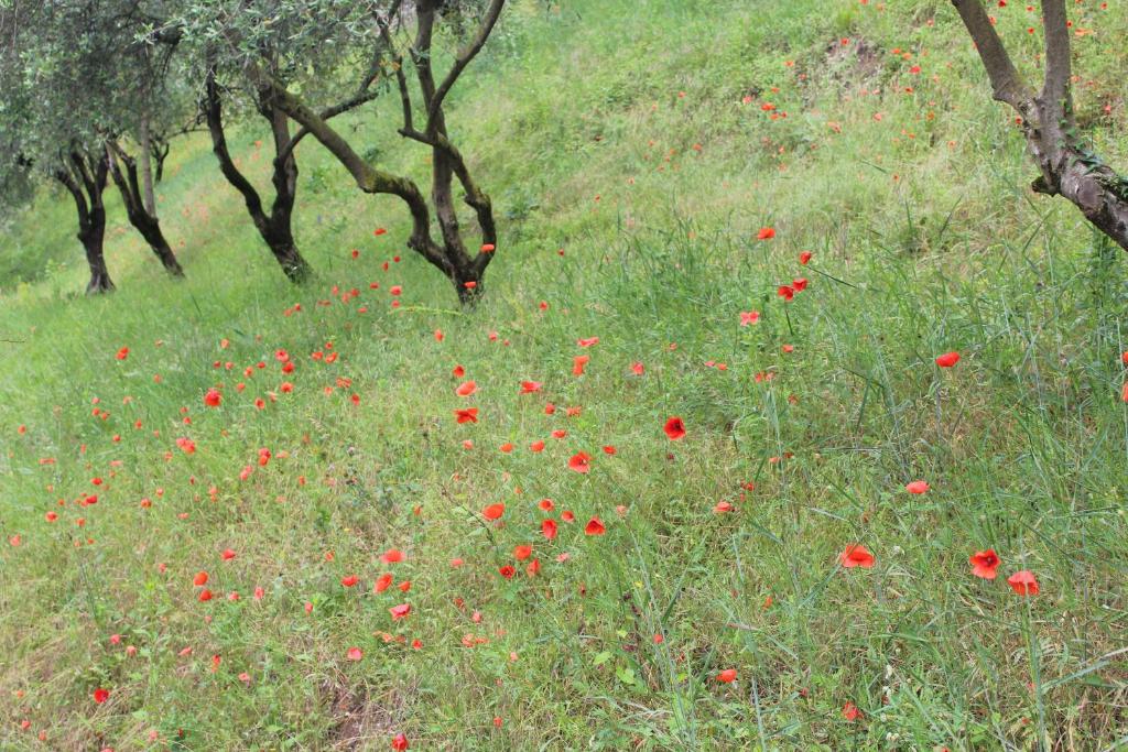 A garden outside Arco Climbing